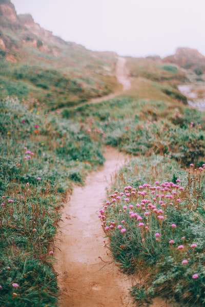 花园附近的棕色小路